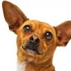 Film: Beverly Hills Chihuahua