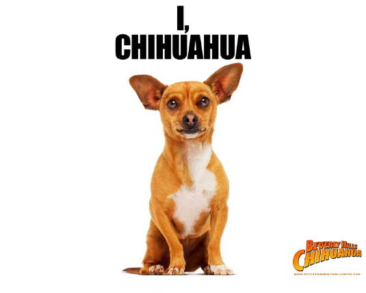 Film: Beverly Hills Chihuahua