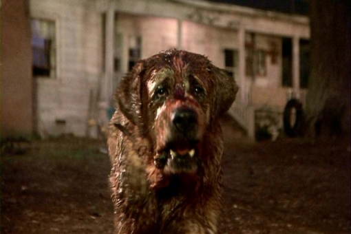 Film: Cujo