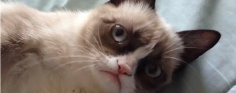 grumpy cat