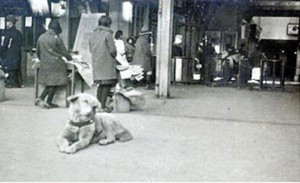 Hachiko - Foto del vero cane