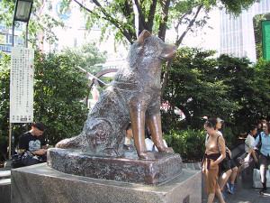 Hachiko - Ecco la foto che ritrae il vero cane che aspettava alla stazione