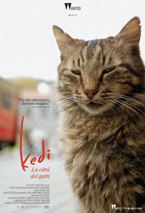 Kedi - La Città Dei Gatti - 2016